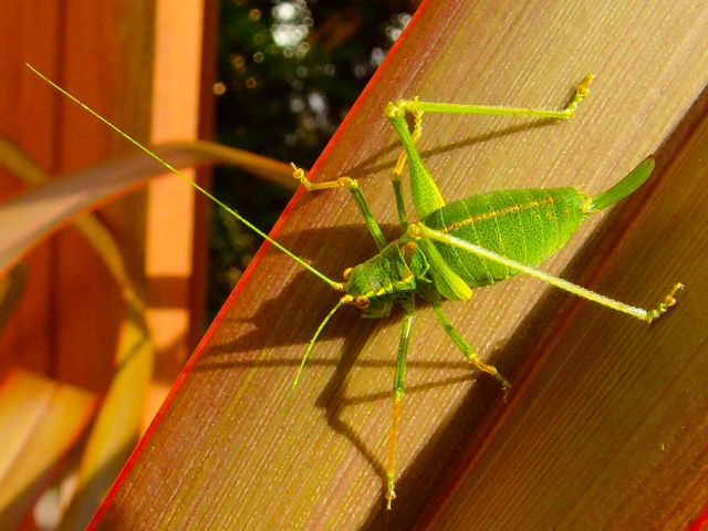 Ιουράσιος γρύλος ξανατραγουδά έπειτα από 165 εκατομμύρια χρόνια
